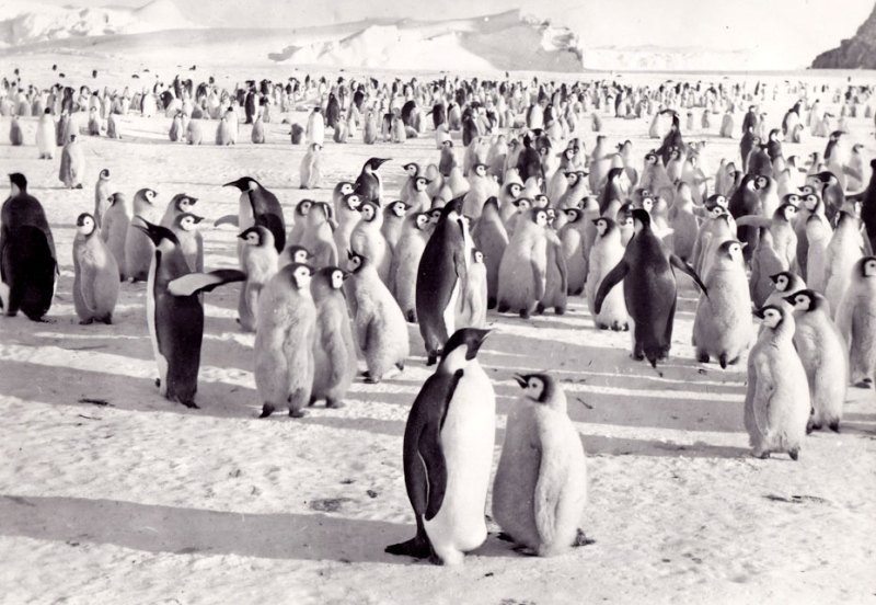 Антарктида, императорские пингвины