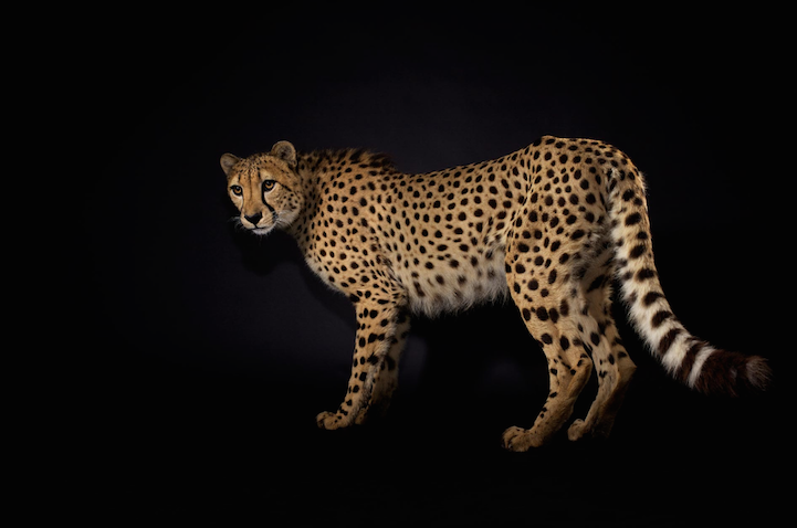 Элегантная красота больших кошек в снимках фотографа National Geographic