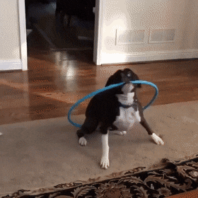 Подборка прикольных гифок Подборка прикольных гифок смешные картинки