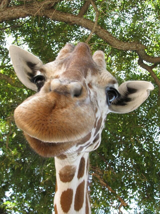 Жираф. Самое высокое млекопитающее во всем мире. Жирафу под силу поедать недоступную для других растительность. Животные благодаря своей длинной шее в высоту достигают 6 метров
