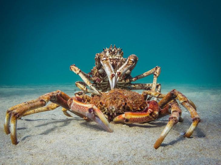 Дивный подводный мир в снимках призеров фотоконкурса Ocean Art 2018 Интересное