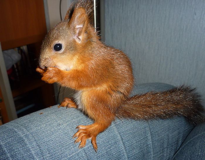 Животные, белка, позитив