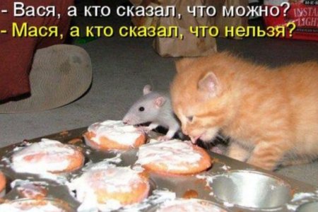 кошаки и философия