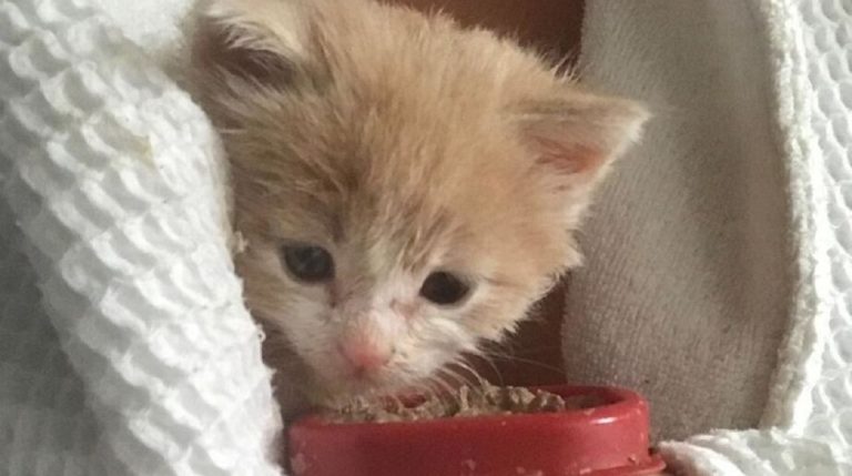 kitten and food