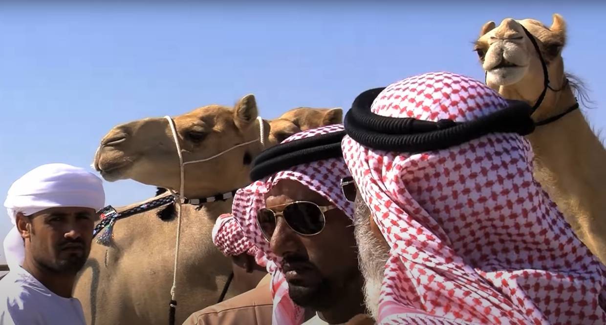 Наследие кочевников: как проходит конкурс красоты среди верблюдов в ОАЭ