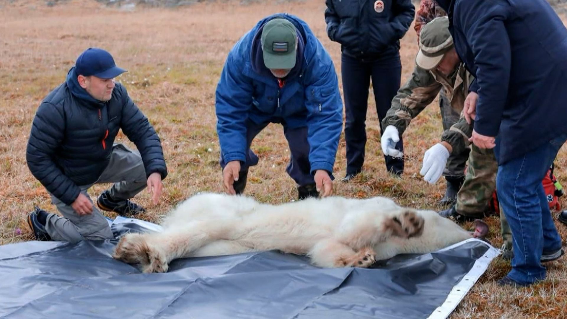 Московский ветеринар рассказал о спасении белой медведицы-сладкоежки Репортажи,ФАН-ТВ