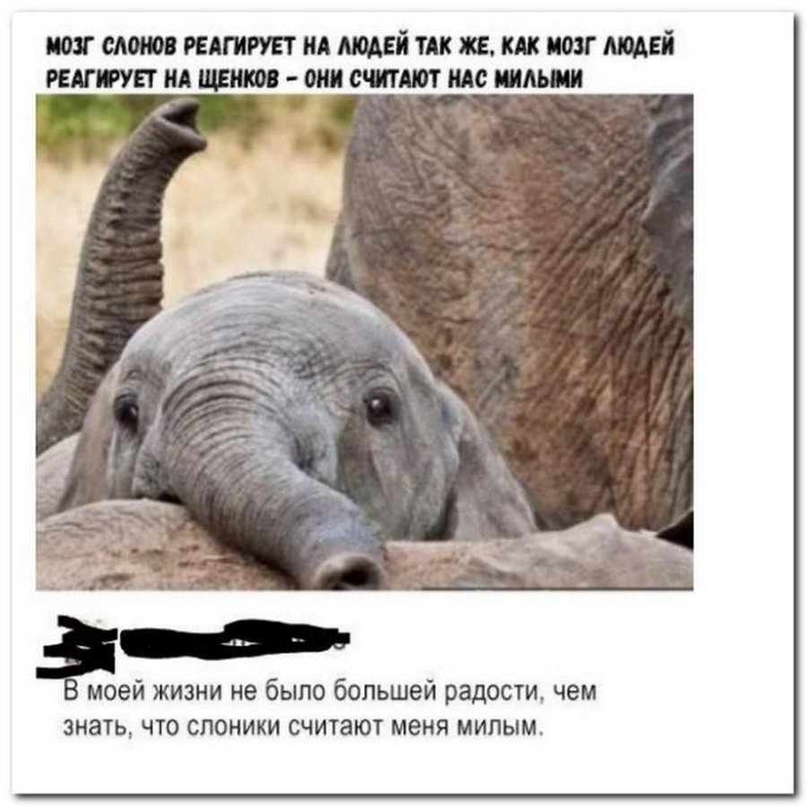 Слон прикол