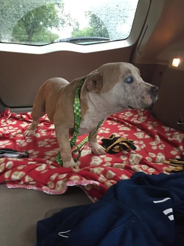 Pit-Bull-61