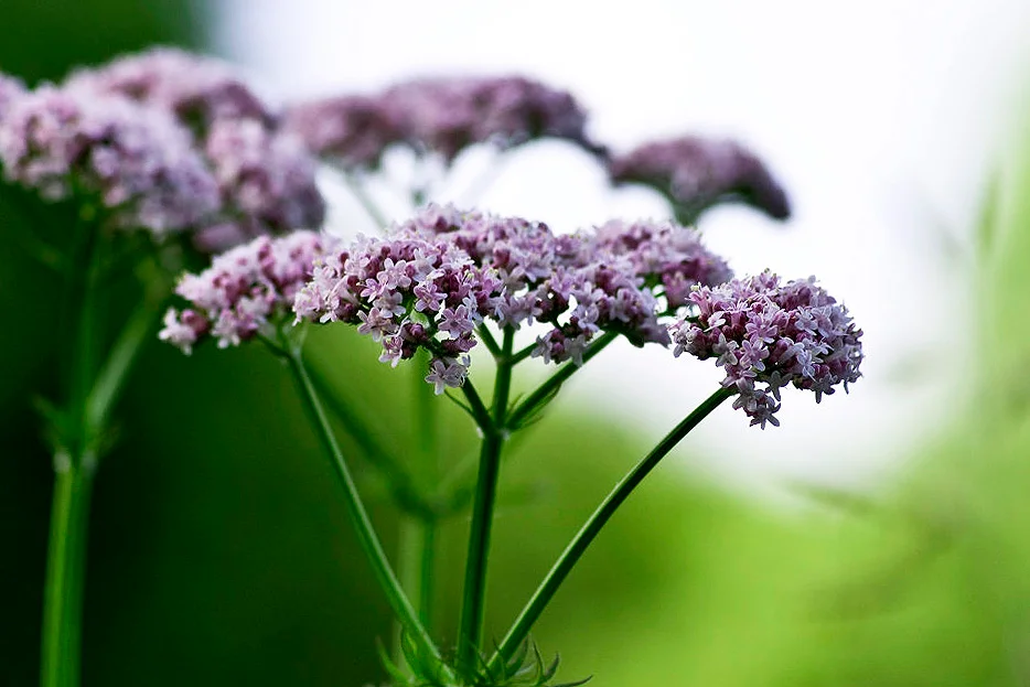 Валерьянка растение. Valeriana officinalis l.. Валериан лекарственный. Валериана ЛРС. Валериана лекарственная - валерьянка?.