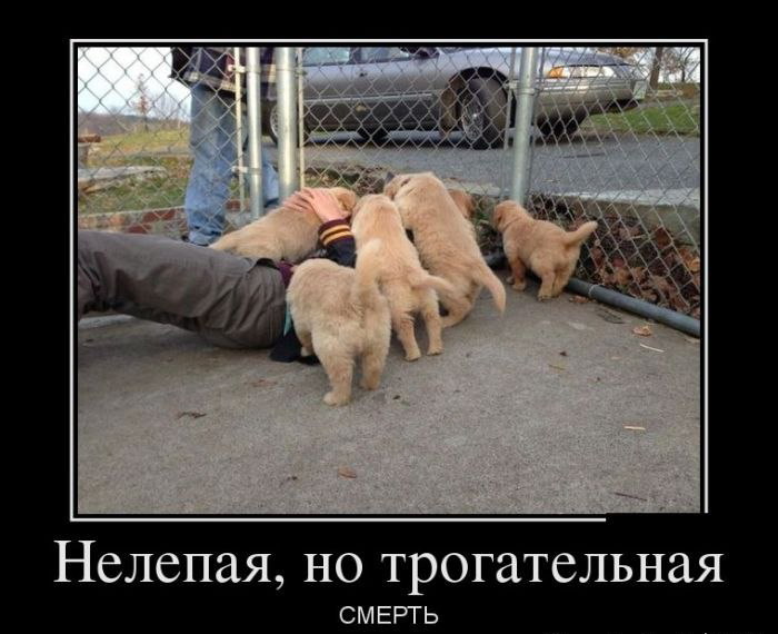 Зверский юмор Зверский юмор