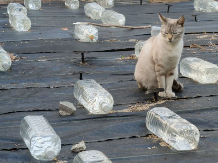 Как японцы отпугивают диких котов с помощью бутылок с водой животные,лайфхаки,полезные советы