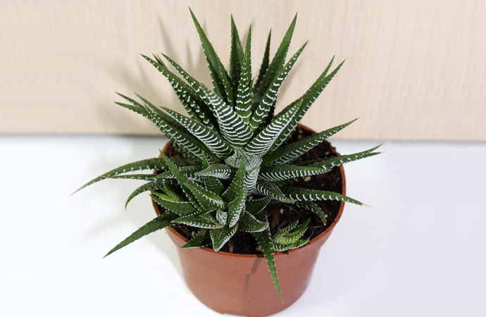 haworthia-top