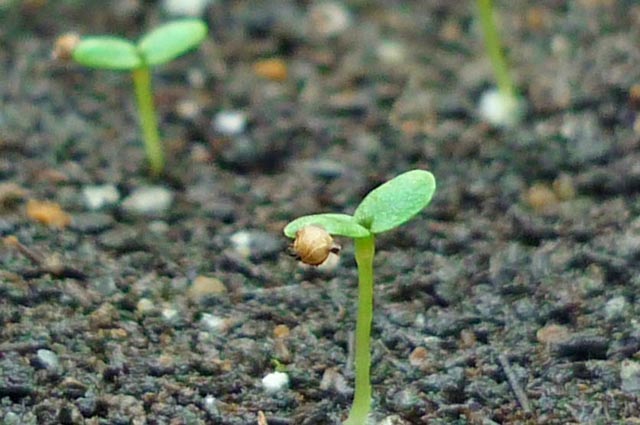 Альпийская земляника. Выращиваем ягодную культуру на участке Альпийская земляника. Выращиваем ягодную культуру на участке садоводство