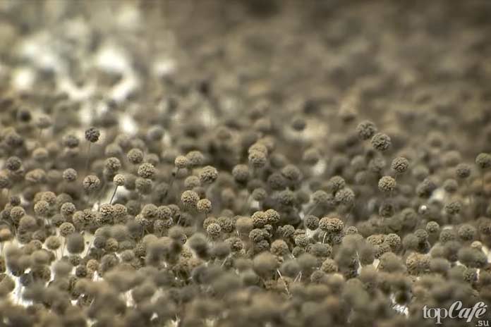 Плесень в космосе