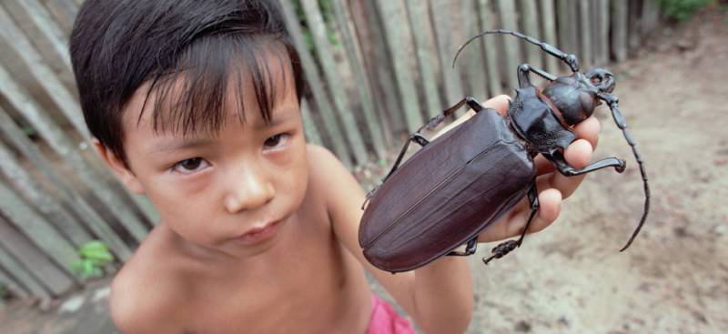 Самые большие насекомые в мире: фото