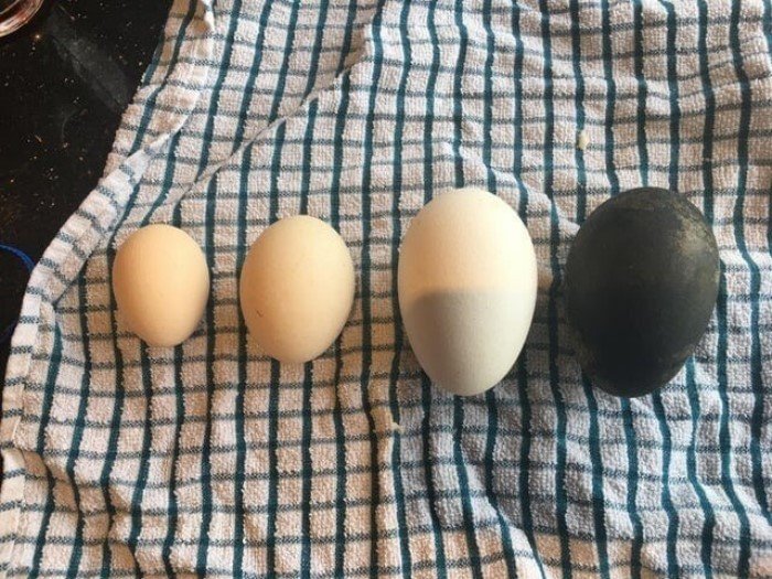 Снимки странных яиц самых разных цветов и форм жизнь,прекрасное,удивительное
