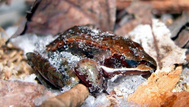 Аляскинская лесная лягушка  (лат. Rana sylvatica) 