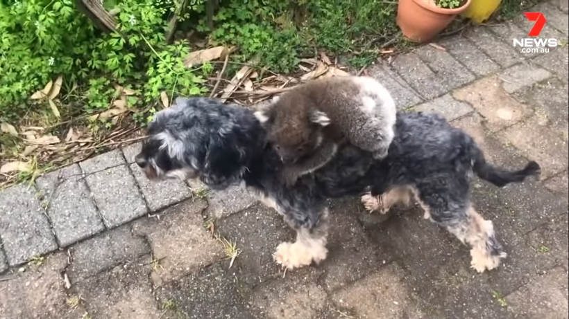 Детеныш коалы перепутал собаку с мамой и отказывается с нее слезть