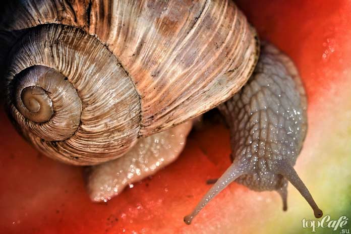 Интересные факты об улитках: В кулинарии