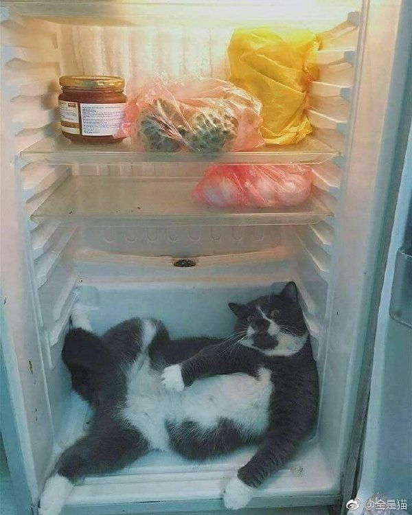 Забавные животные