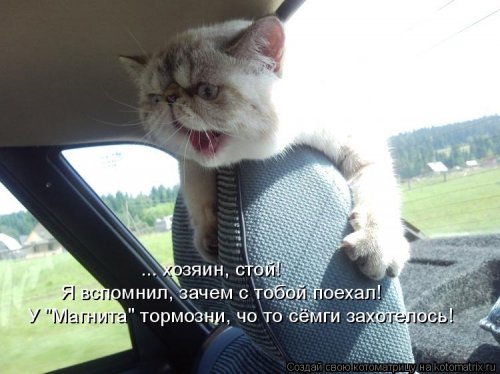 Новая котоматрица Новая котоматрица