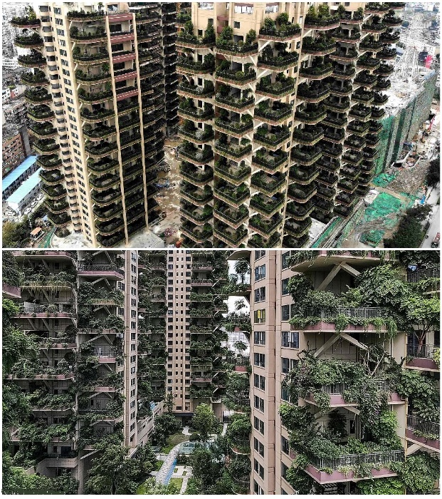 Почему первый вертикальный лес китайского города вместо рая превратился в элитную «заброшку» архитектура,вертикальный сады,провалившийся эксперимент,строительство