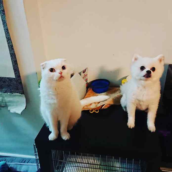 Без кота и жизнь не та