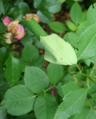 Ð»Ð¸ÑÑÑÑ ÑÐ²Ð¾ÑÐ°ÑÐ¸Ð²Ð°ÑÑÑÑ Ð² ÑÑÑÐ±Ð¾ÑÐºÑ