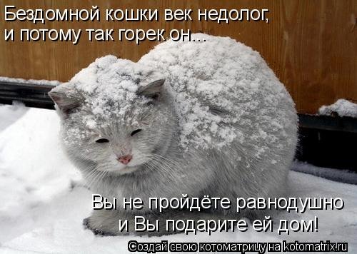 Новая котоматрица 