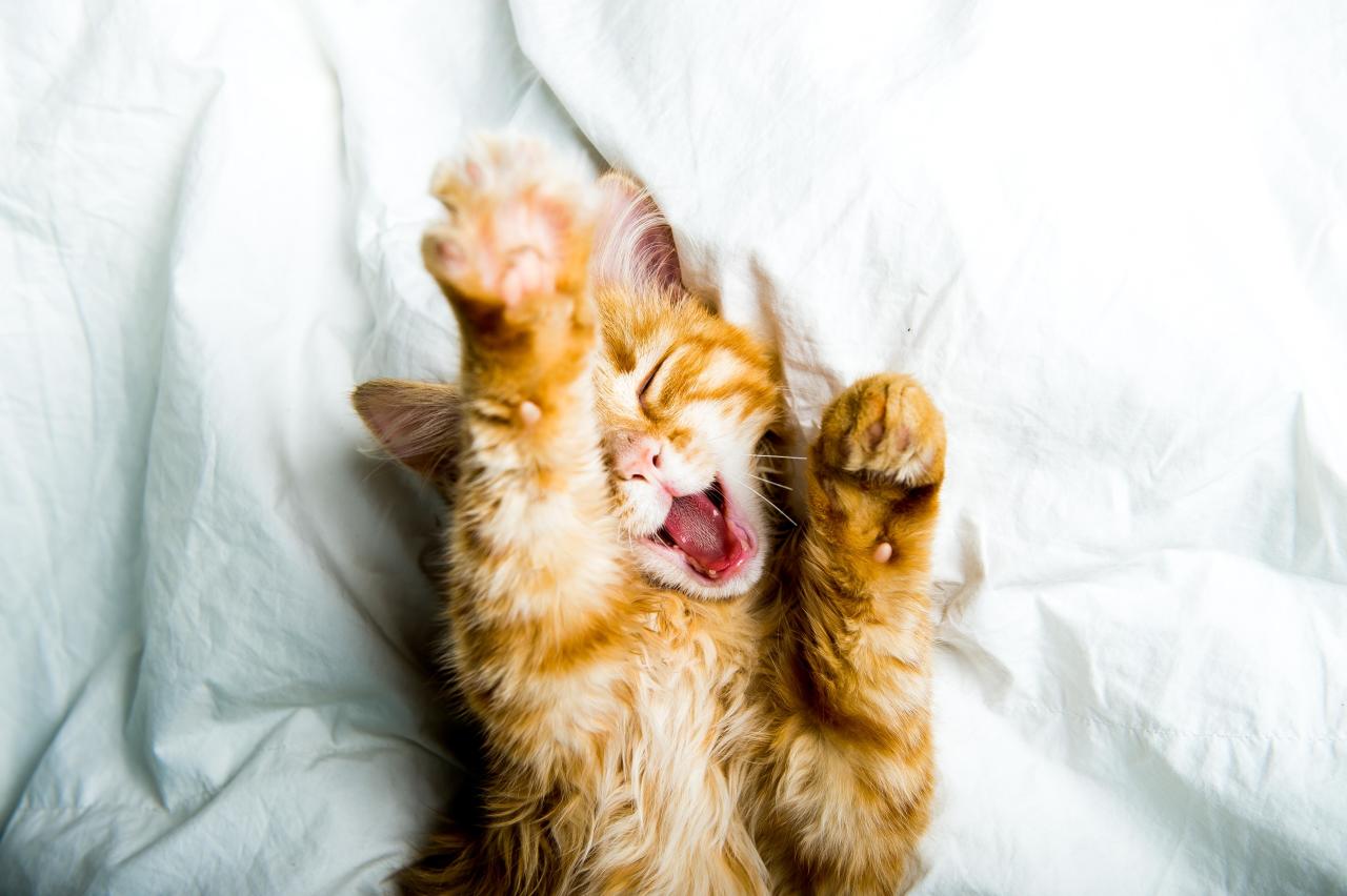 Мурлыканье — это не всегда про радость: учимся понимать язык тела кошки кошки, может, кошка, чтобы, сигналы, зрачки, больше, животное, когда, кошек, сигнал, также, глаза, положение, питомцу, поведения, питомец, питомца, этого, сразу