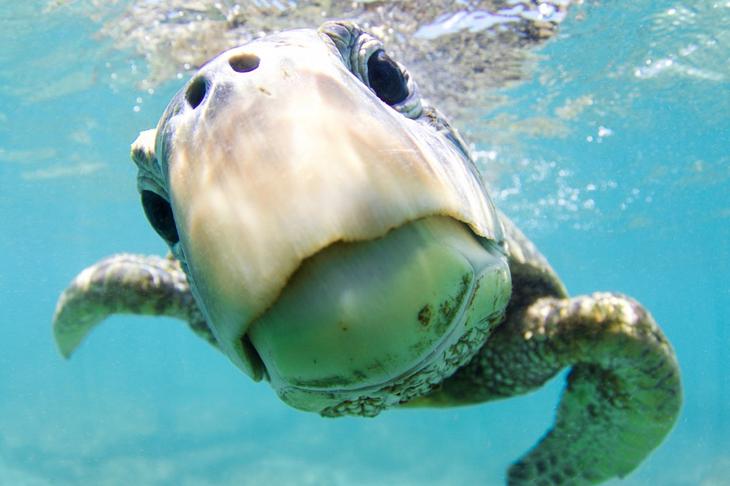 Дивный подводный мир в снимках призеров фотоконкурса Ocean Art 2018 Интересное