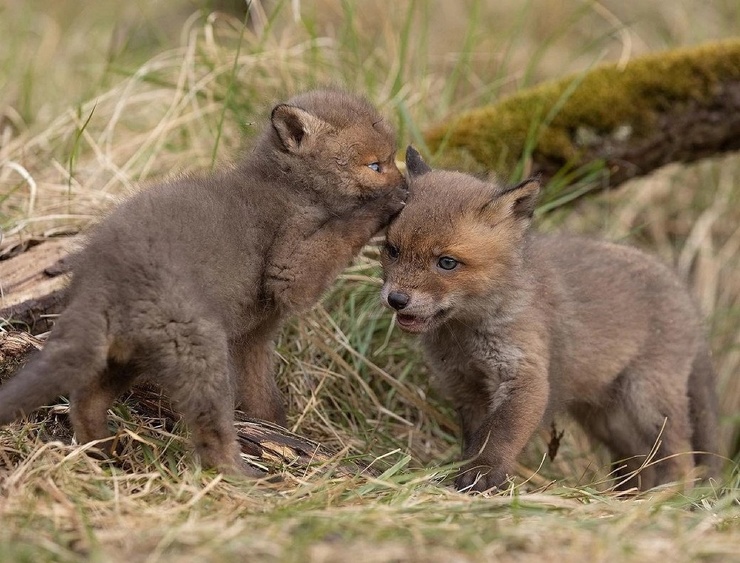 Зверский юмор Зверский юмор