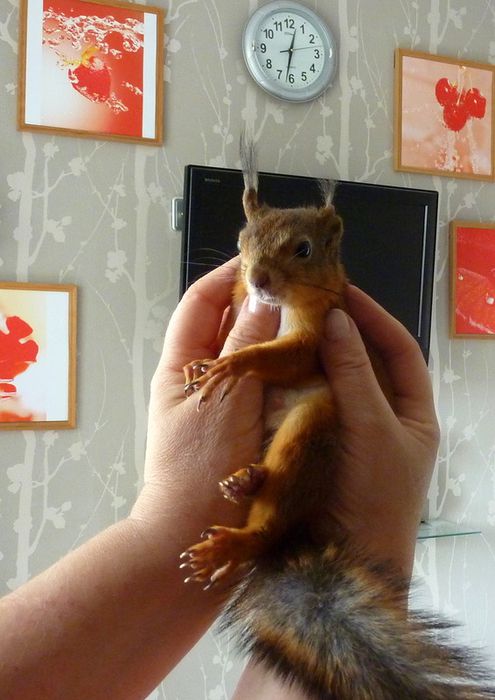 Животные, белка, позитив