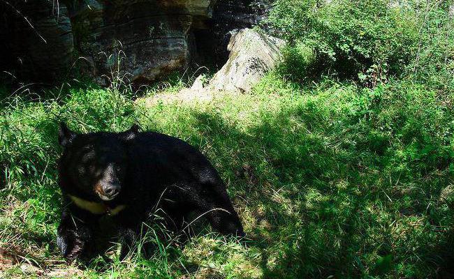 Белогрудые медведи: описание, места обитания и питание