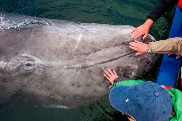 Серые киты в мексиканской лагуне позволили людям гладить и ласкать себя