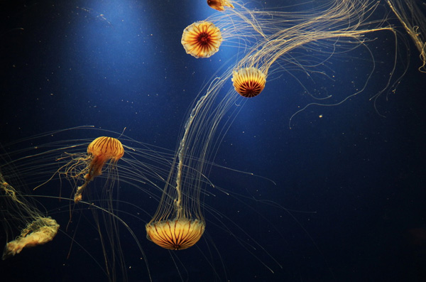 16 фотографий фантастических медуз животные