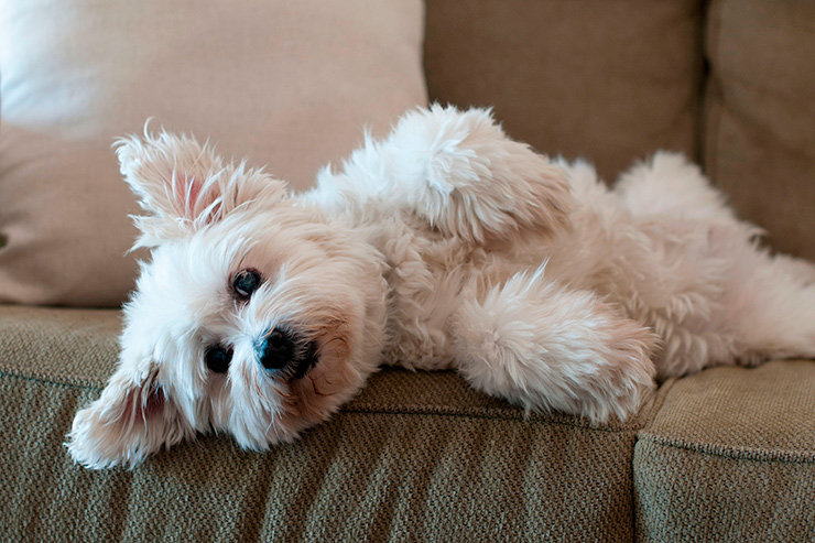 10 лайфхаков, которые обязан знать каждый владелец собаки 10 лайфхаков, которые обязан знать каждый владелец собаки лайфхак