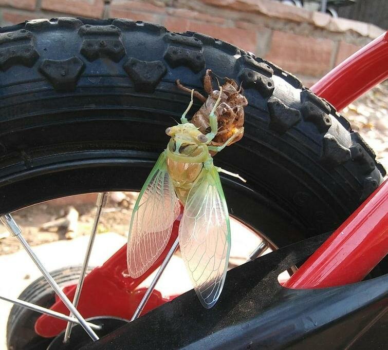 27 фотографий необычных вещей и редких явлений, которые вы увидите впервые 27 фотографий необычных вещей и редких явлений, которые вы увидите впервые интересное,мир,познавательно,удивительно