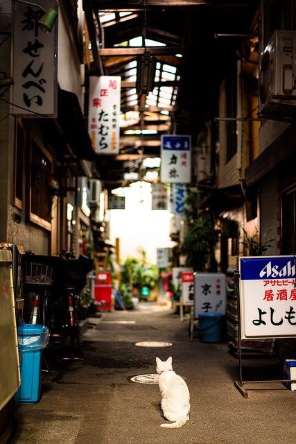 Улицы Японии завораживают /Фото:tr.pinterest.com