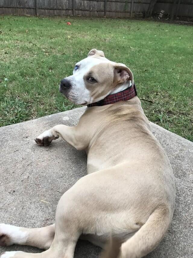 Pit-Bull-65