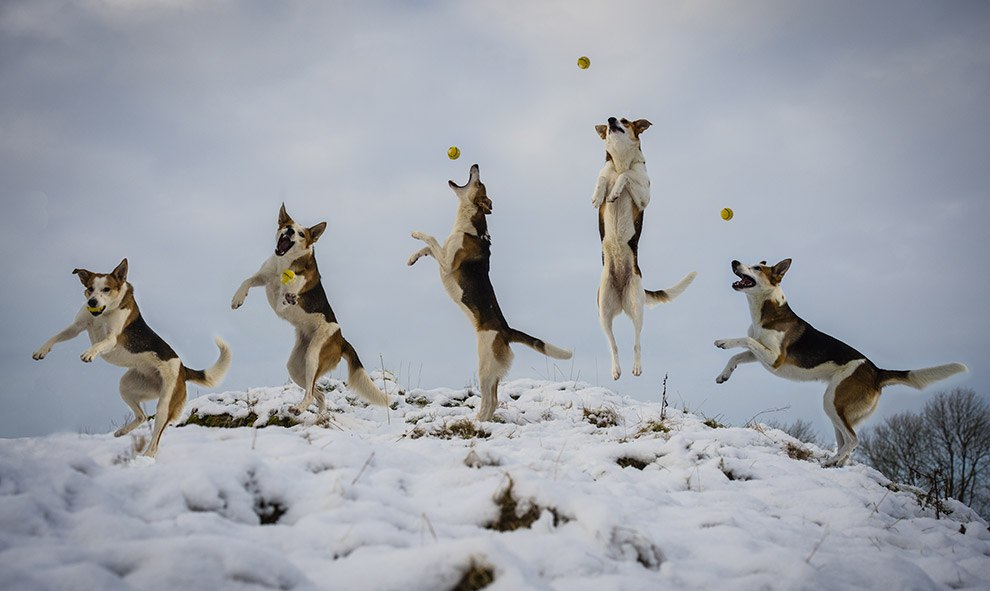  Летающие собаки