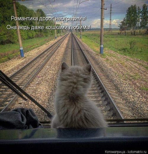 Самая убойная котоматрица 