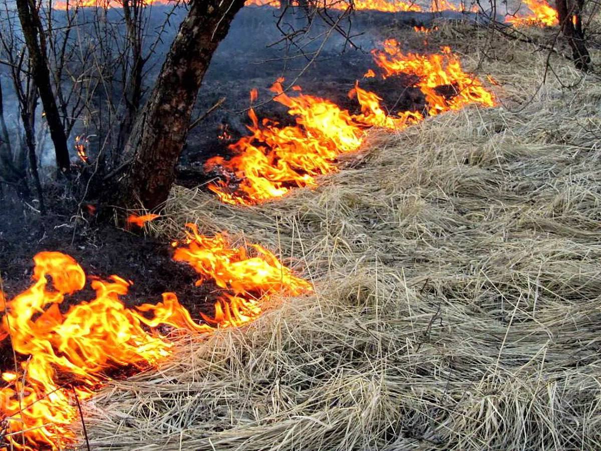 Свыше 50 тысяч га леса объяты пожаром в Забайкалье