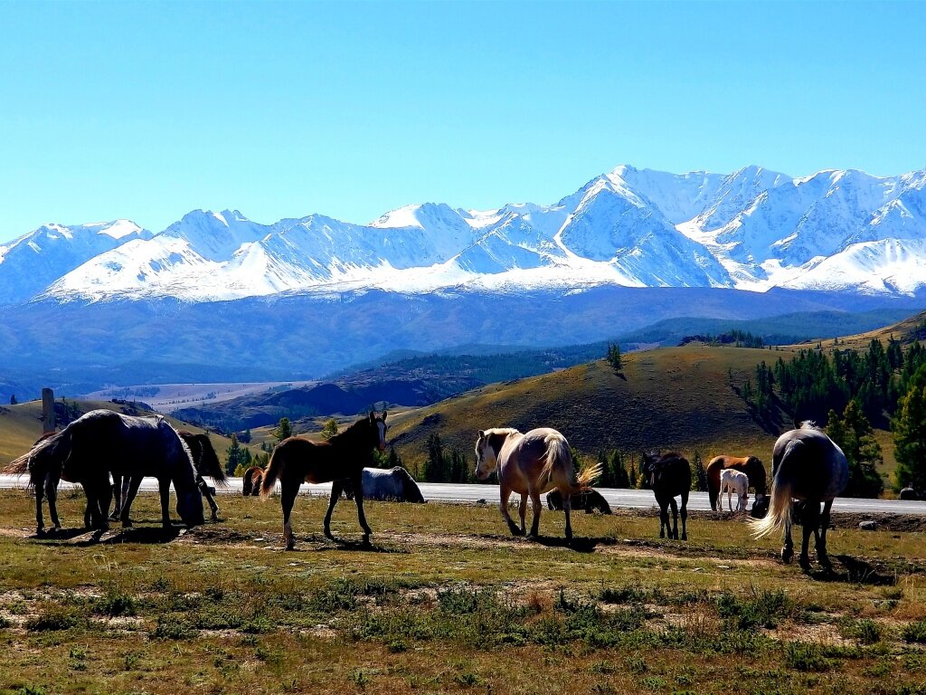 Самые красивые и "Попсовые" места Алтая у туристов: Часть - 1