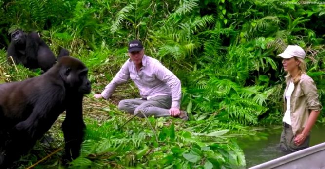 10-gorillas-first-meeting-667x347