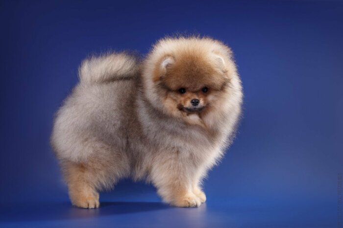  dogsm.ru.