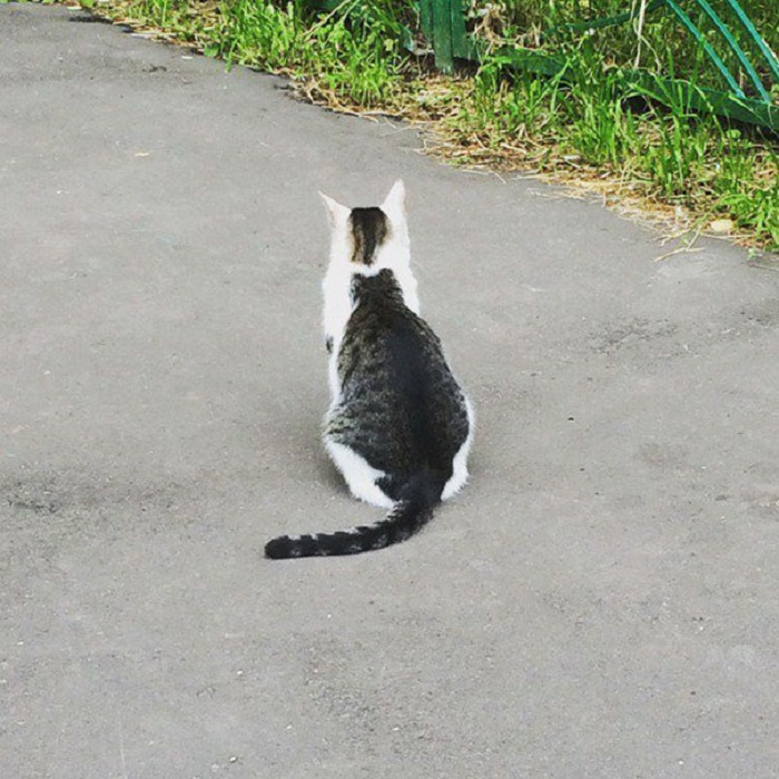… но хвост все-таки один на двоих. … но хвост все-таки один на двоих.