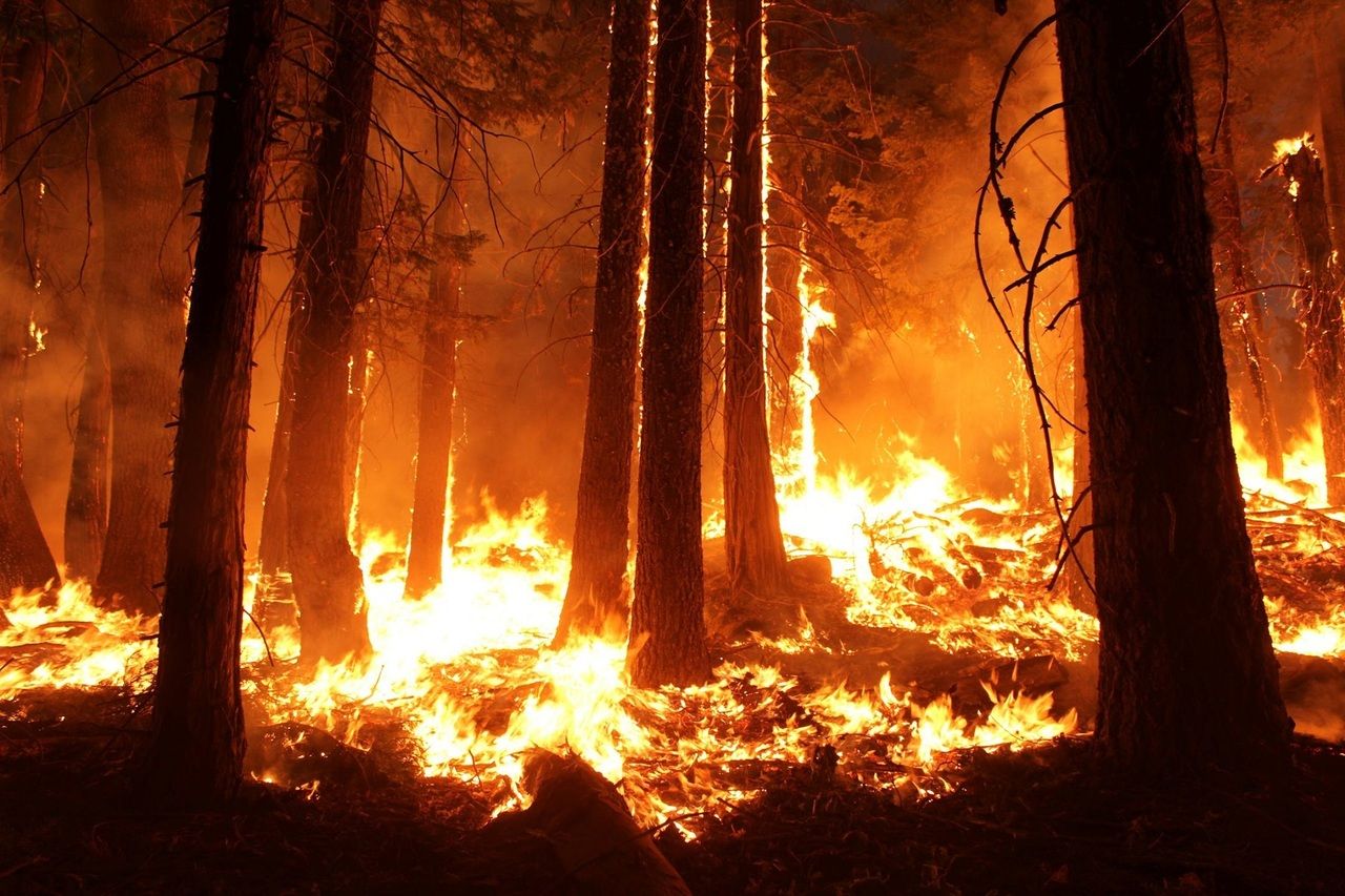 Площадь лесных пожаров в Рязанской области увеличилась почти до 15 тыс. га