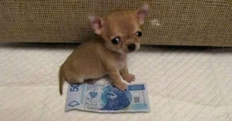 Блоха. Вроде собака, но не похожа!