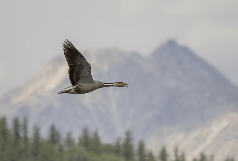 Фотозарисовки жизни в Монголии Фотозарисовки жизни в Монголии